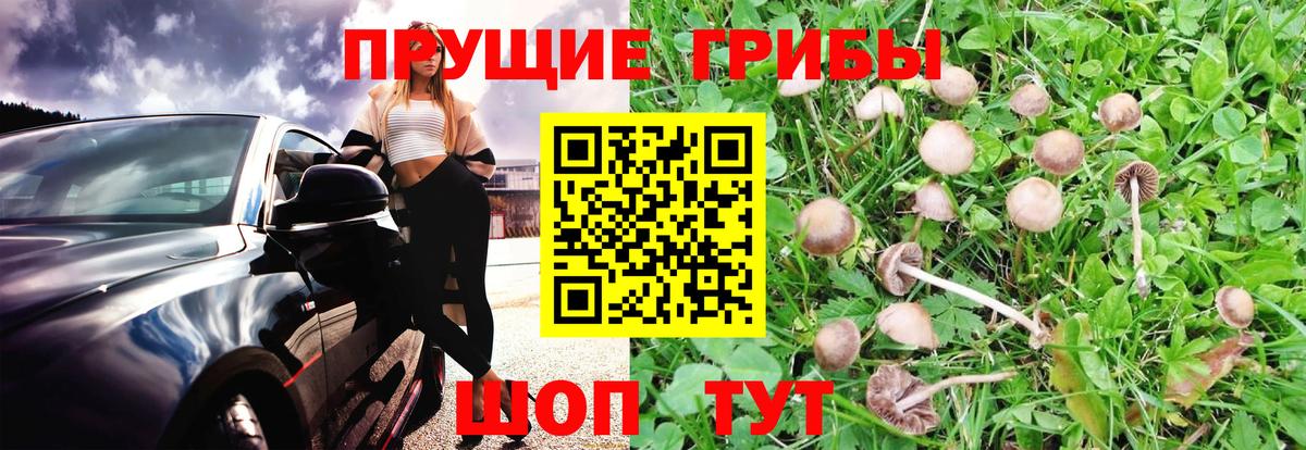 Михайловск  Псилоцибиновые грибы Magic Shrooms  Вход с VPN 